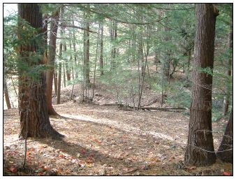 Ancient White Pine Grove