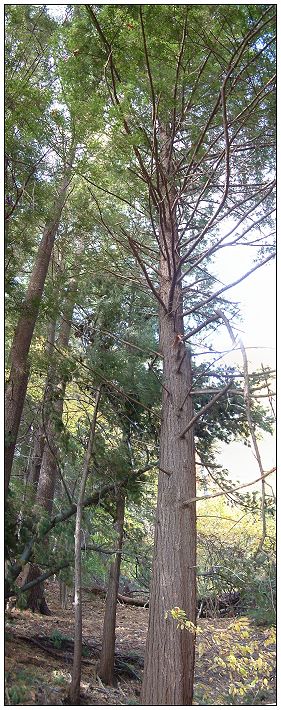 Ancient White Pine Grove