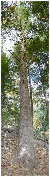 Ancient White Pine Grove