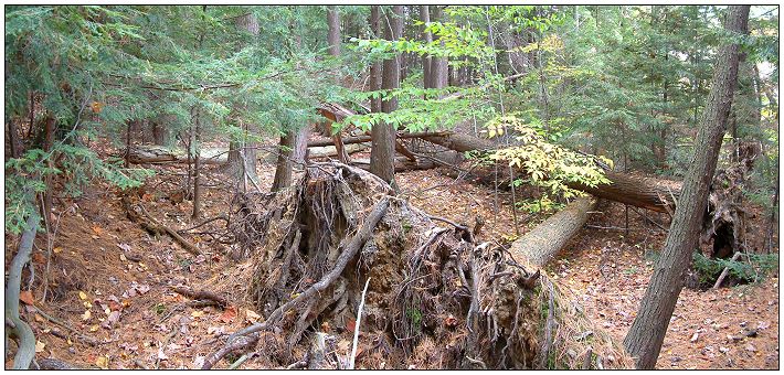 Ancient White Pine Grove