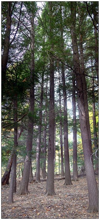 Ancient White Pine Grove