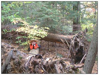 Ancient White Pine Grove