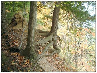 Daredevil Trees of Zoar