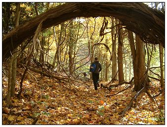 Grapen Vine Alley